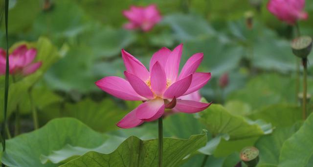 花开如梦——一个关于圣洁花卉的故事-第2张图片-学作网
