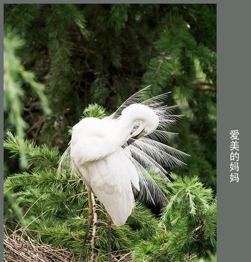 我妈妈的美丽岁月（一个时尚女人的故事）-第1张图片-学作网