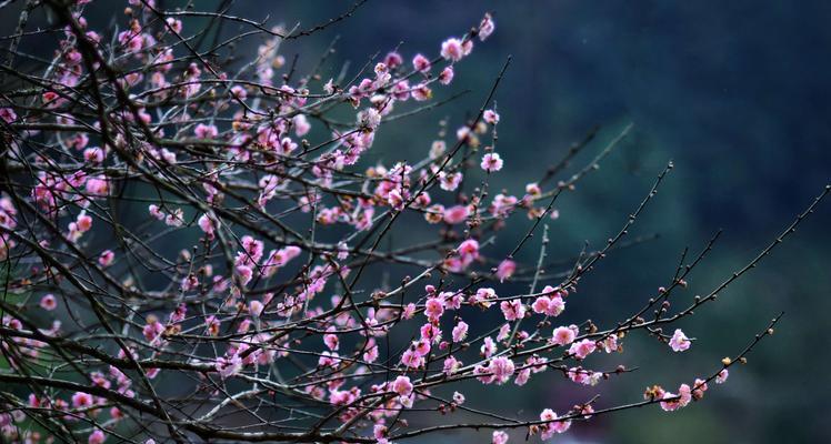 寒冬中的梅花（一位男孩和梅花的故事）-第1张图片-学作网