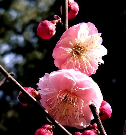 寒冬中的梅花（一位男孩和梅花的故事）-第2张图片-学作网
