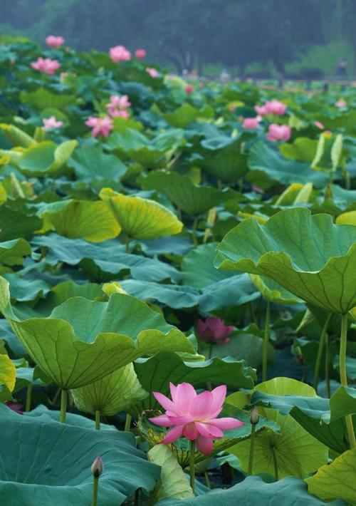 梦中的夏天（热情如火，心灵如水）-第1张图片-学作网