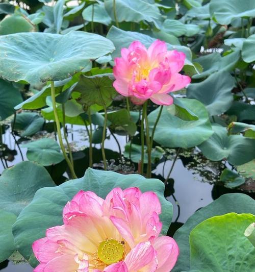 梦中的夏天（热情如火，心灵如水）-第3张图片-学作网