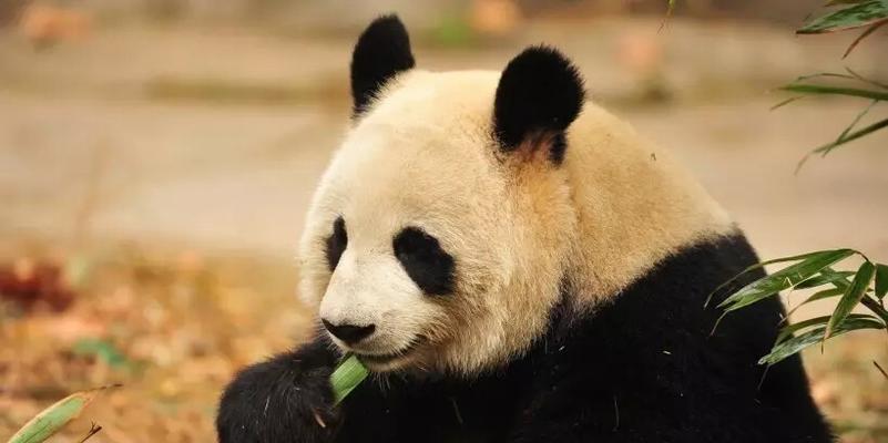 可爱大熊猫的世界（与大熊猫共同生活的奇幻之旅）-第2张图片-学作网