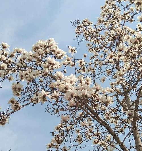 追寻春天，感受生命的活力（春天的气息无处不在，你是否发现了它？）-第2张图片-学作网