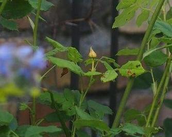 善良之花（以善良种子，终会开花）-第2张图片-学作网
