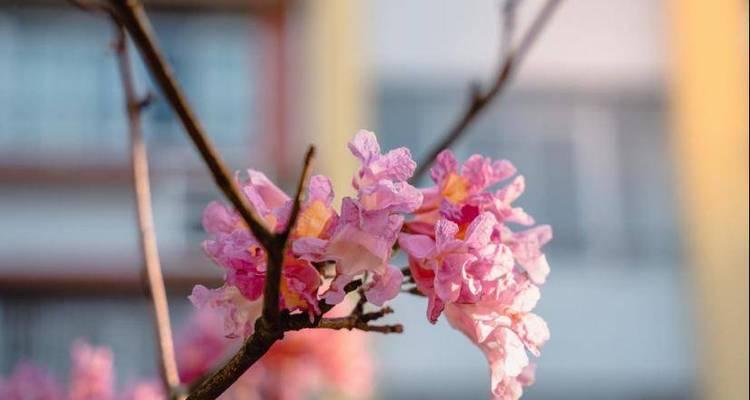 冬风悄悄地来临（一个女孩的冬日故事）-第2张图片-学作网