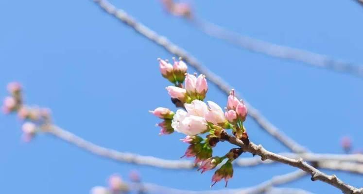 春天的生机-第1张图片-学作网