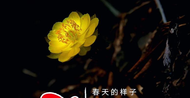 春日使者（当春天的气息遇上美丽的邂逅）-第3张图片-学作网