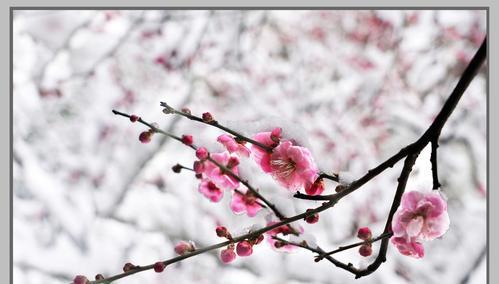 梅花笑了（冬日的灵魂）-第3张图片-学作网