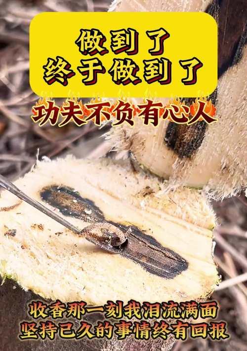 绝不言弃，决不放弃（以无限的付出，终会不负有心人）-第1张图片-学作网