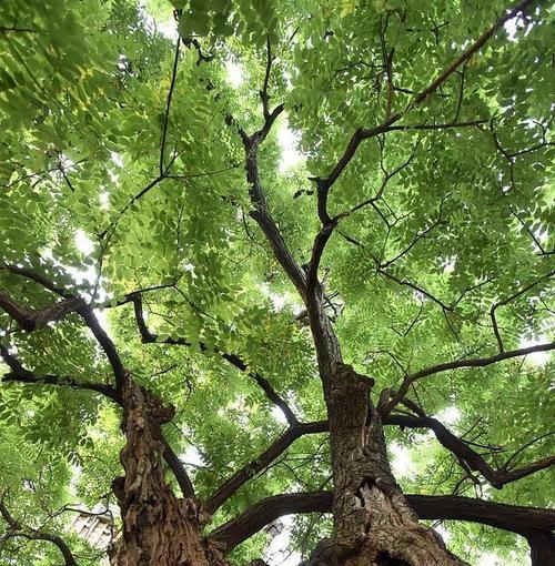 RememberingtheOldTree（AStoryofGrowthandRenewal）-第1张图片-学作网