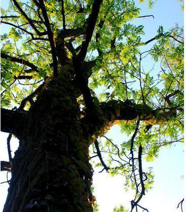 RememberingtheOldTree（AStoryofGrowthandRenewal）-第2张图片-学作网