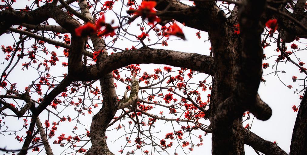 RememberingtheOldTree（AStoryofGrowthandRenewal）-第3张图片-学作网
