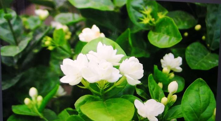 茉莉花璀璨之美-第1张图片-学作网