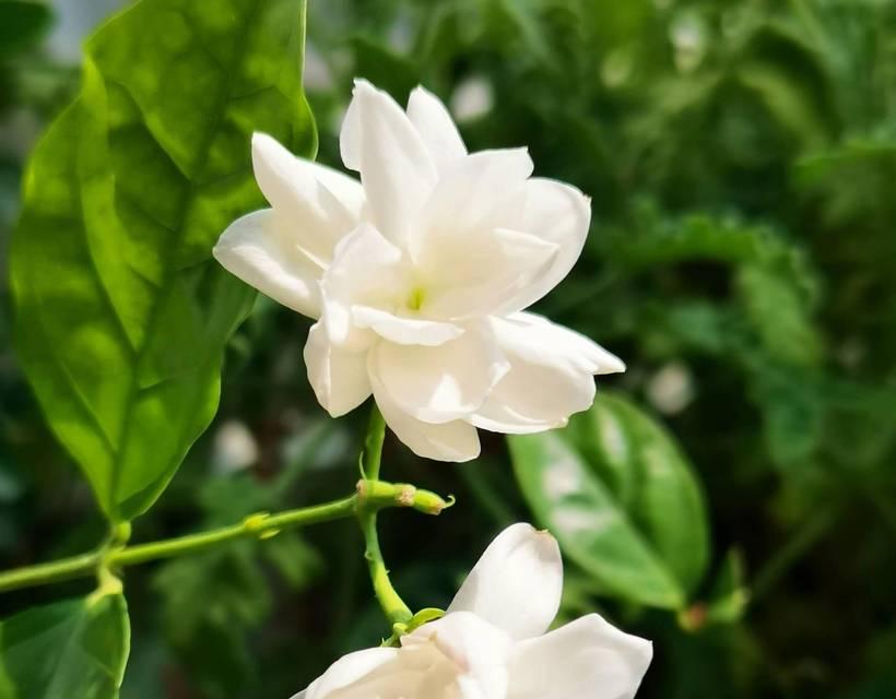 茉莉花璀璨之美-第2张图片-学作网