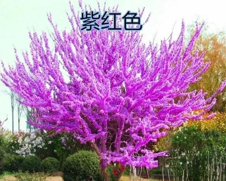 主题：鲜艳花朵的故事-第1张图片-学作网