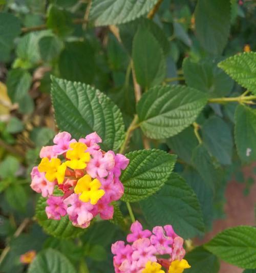 主题：鲜艳花朵的故事-第3张图片-学作网
