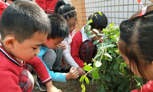 植树节的难忘经历（班主任李老师的教诲与感悟）-第2张图片-学作网