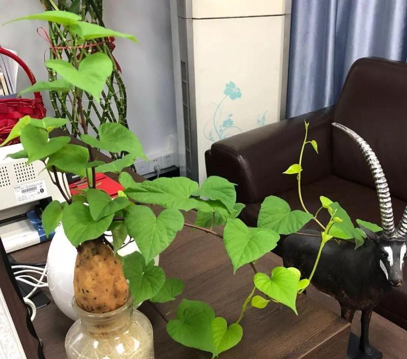 家的温馨（一段与生俱来的情缘）-第3张图片-学作网