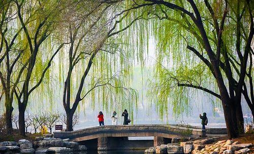 春色之美（一场春雨，一把伞）-第1张图片-学作网