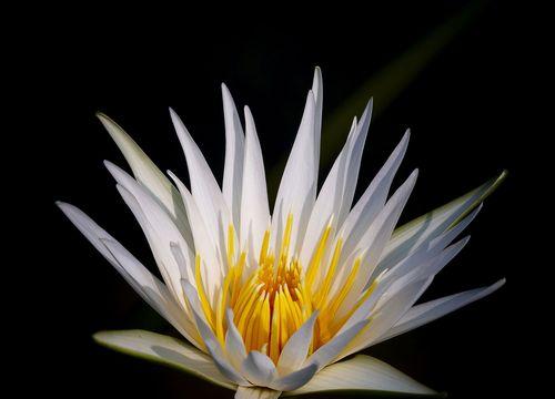 花神的玫瑰园（一个平凡少年与神秘花神的相遇）-第1张图片-学作网