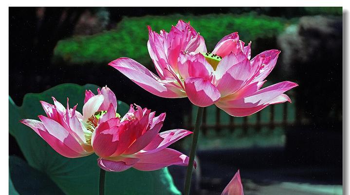 花神的玫瑰园（一个平凡少年与神秘花神的相遇）-第3张图片-学作网
