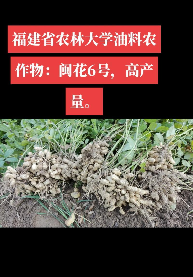 花生季：打下一片天地-第1张图片-学作网