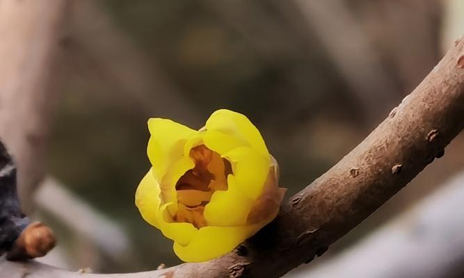 阳光里的芬芳（阳光里的芬芳）-第2张图片-学作网