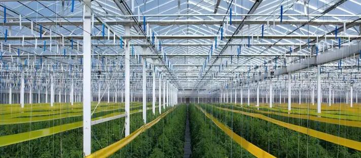 娇贵的花朵（花香四溢的温室）-第3张图片-学作网