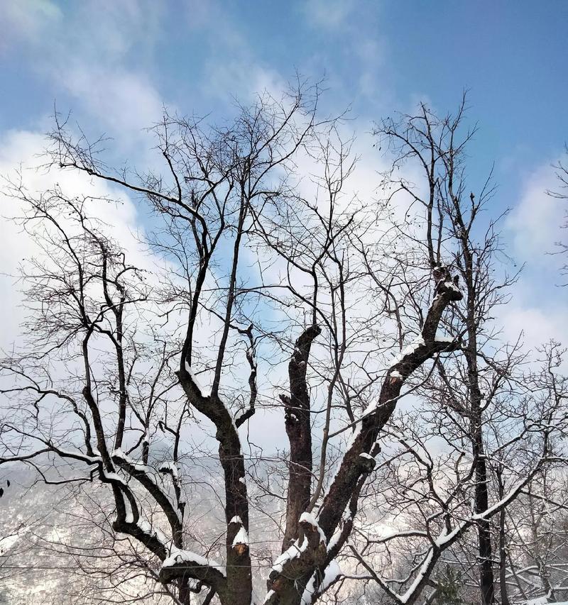 TheOldTree（AFriendWhoNeverLeaves）-第2张图片-学作网