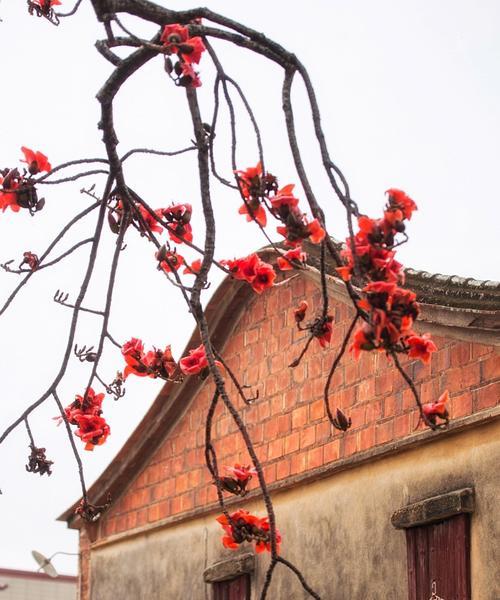 TheOldTree（AFriendWhoNeverLeaves）-第3张图片-学作网
