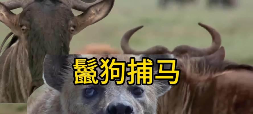 雪狼的荣耀（一只狼与人类之间的友情）-第3张图片-学作网
