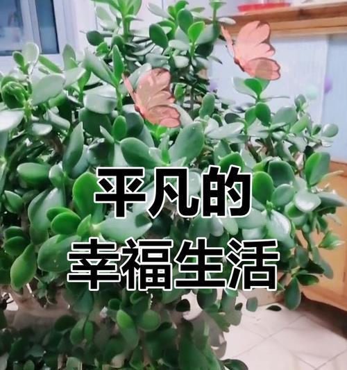 追寻健康快乐的人生（一个年轻人的成长之路）-第3张图片-学作网