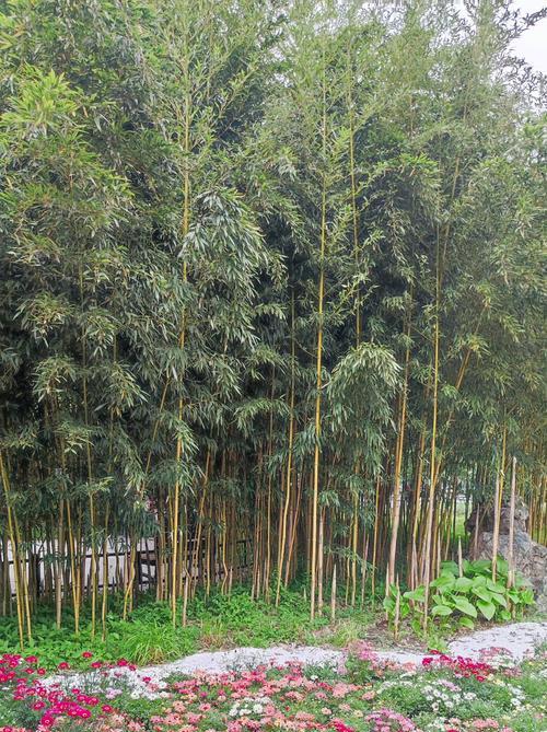 生命之花（探寻充满生机的世界）-第2张图片-学作网