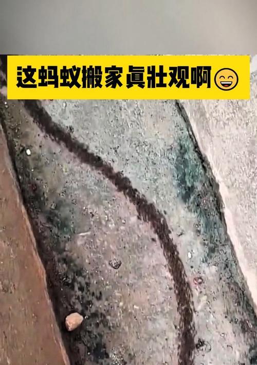 蚂蚁搬家（一次不同寻常的搬家经历）-第3张图片-学作网