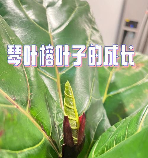 追逐成长的顶端（勇往直前，探索未知的旅程）-第2张图片-学作网