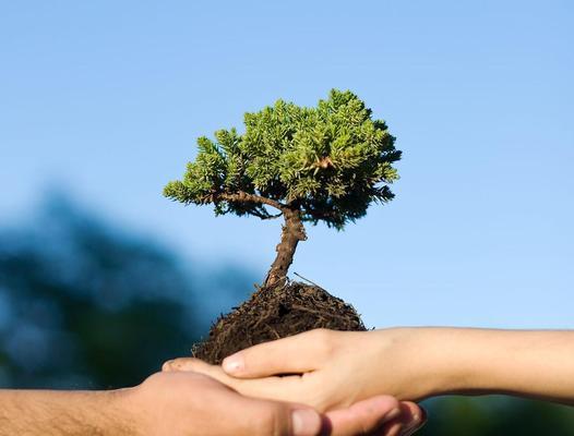 一棵小树的成长历程（一棵小树的成长历程）-第2张图片-学作网