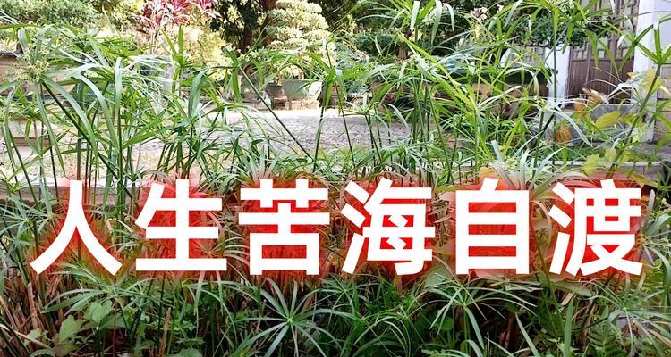 感恩痛苦成长记（一个小姑娘的勇敢与坚韧）-第3张图片-学作网