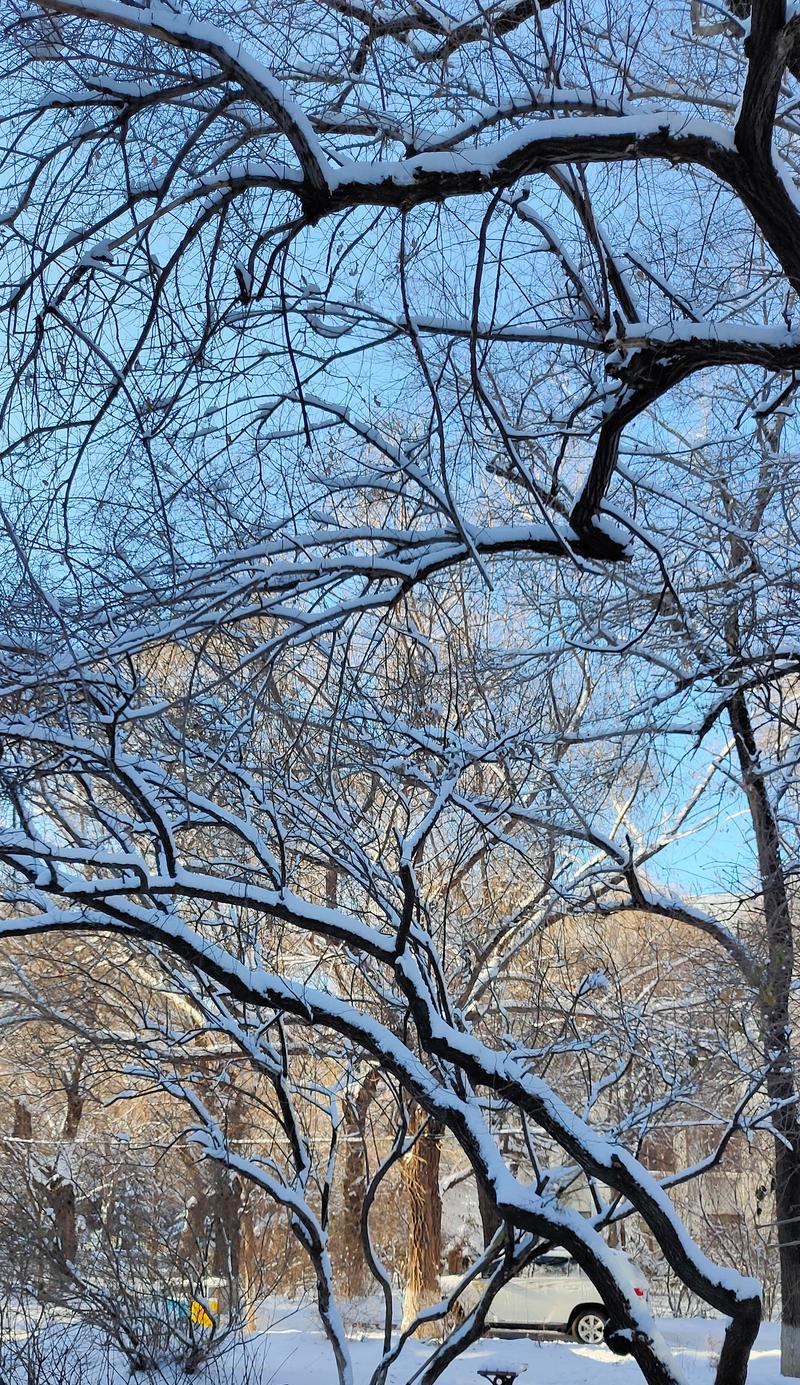 雪中遇见（漫步冬日，陶醉白色世界）-第1张图片-学作网