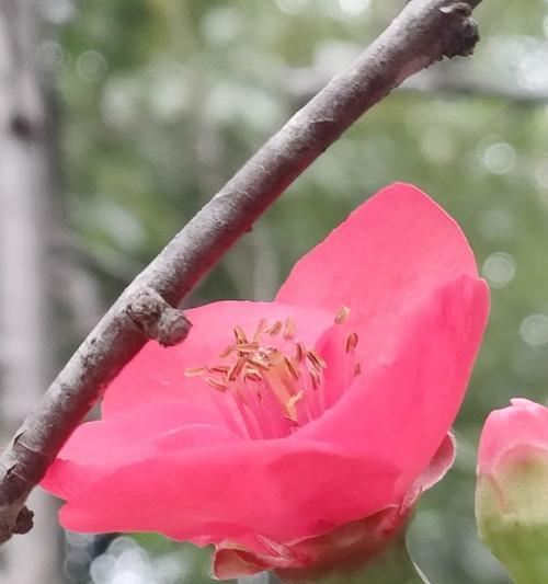 春日里的心灵探险（聆听春天的脚步，感受生命的变幻）-第1张图片-学作网