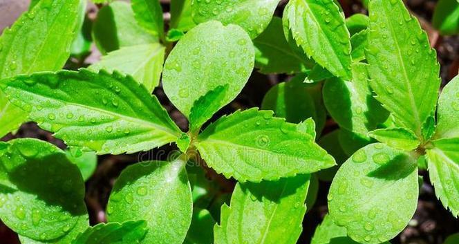 绿色的季节-第1张图片-学作网