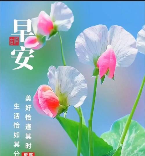 美好的祝福：祝福之花-第1张图片-学作网