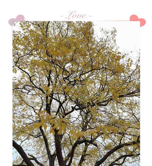 花开有时，人生赏心悦目（一位花艺师的故事）-第1张图片-学作网