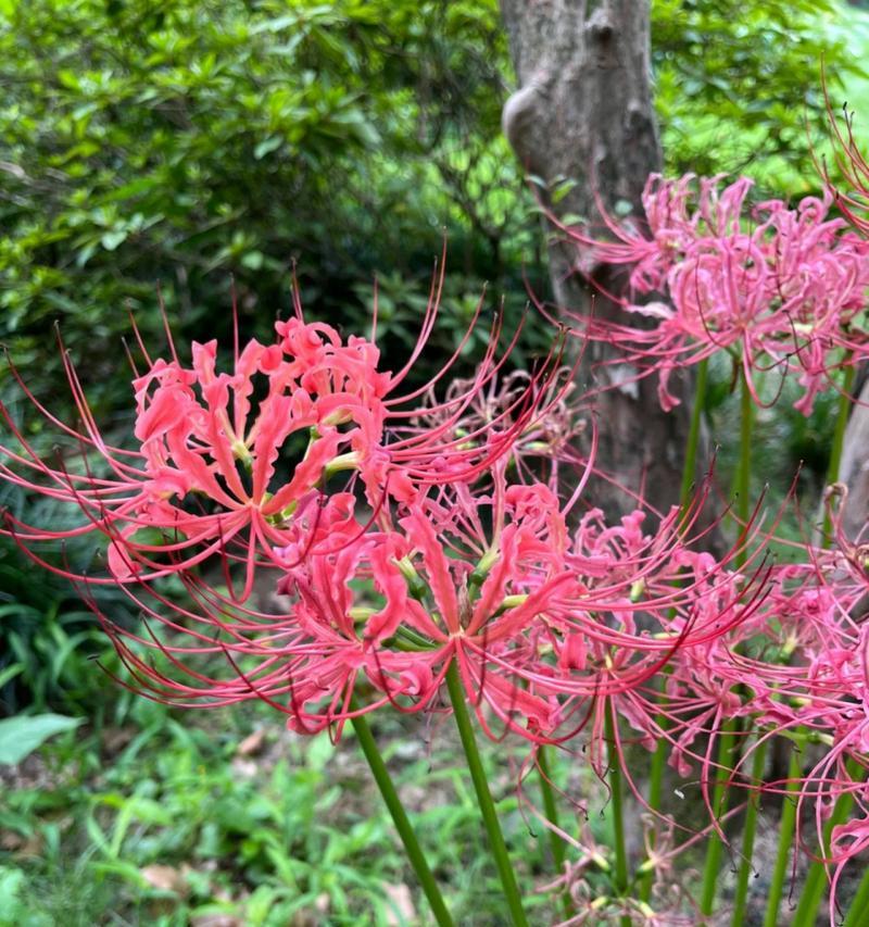 彼岸花的诅咒（一段爱恨交织的往事）-第2张图片-学作网