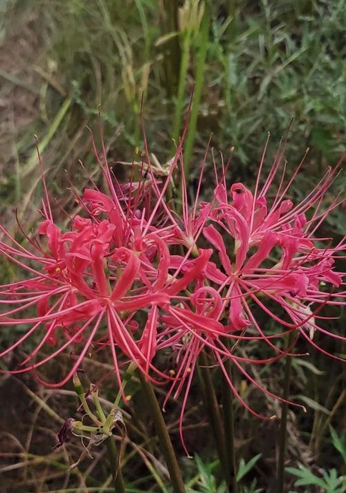 彼岸花的诅咒（一段爱恨交织的往事）-第1张图片-学作网