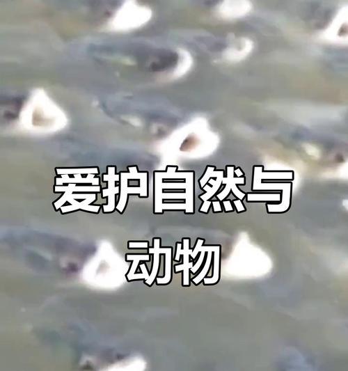 守护野生动物的勇士（我为野生动物而战）-第2张图片-学作网