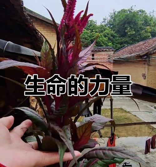 永远不言放弃（一位战士的奋斗与坚守）-第1张图片-学作网