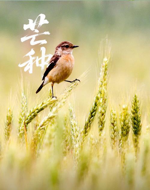 时间耕耘希望（因为有梦想，所以拼搏不止）-第2张图片-学作网