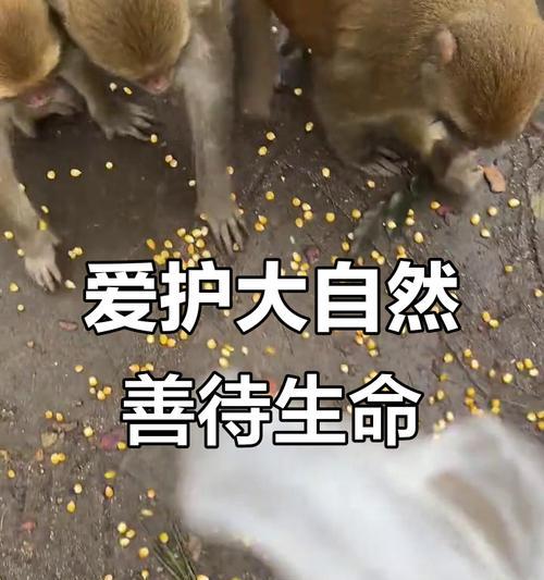 小鸟的友情-第1张图片-学作网