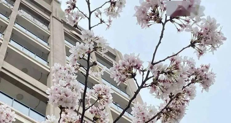 听春天的声音（遇见春天里的故事）-第1张图片-学作网